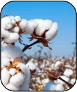 Cotton