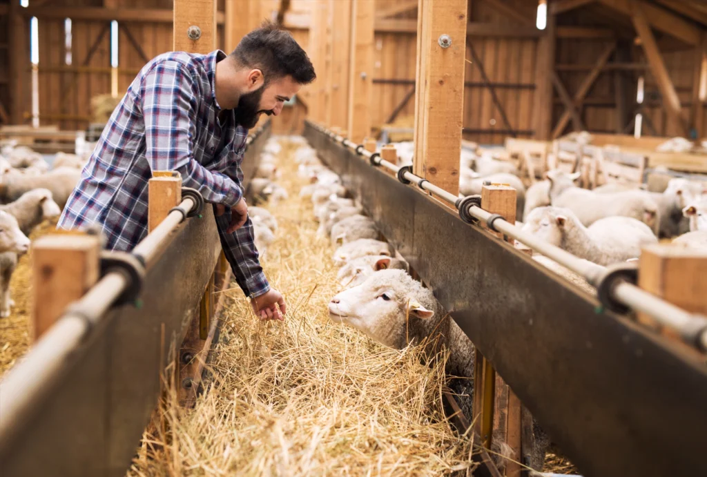 Livestock-Export-blog