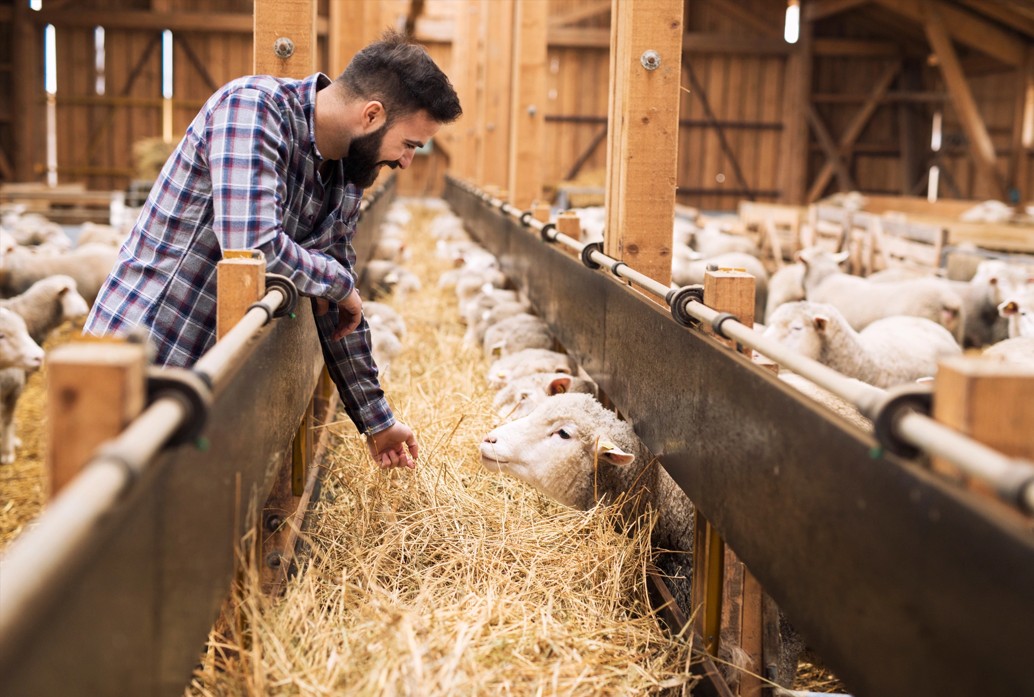 Livestock-Export-blog